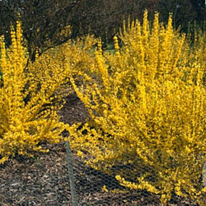 Forsythia intermedia 'Week-End' 40-50 cm 3,0L