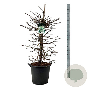 Hydrangea petiolaris 125-150 cm cont. 55L extra