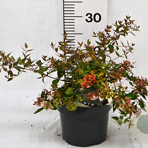 Abelia grandiflora 25-30 cm 3,0L