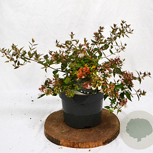 Abelia grandiflora 25-30 cm 3,0L