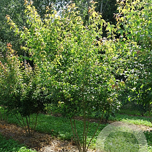 Acer buergerianum 300-350 cm draadkluit meerstammig