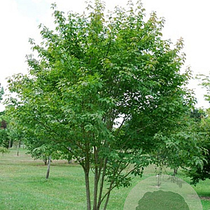 Acer henryi 30-35 HO draadkluit 250 cm stam