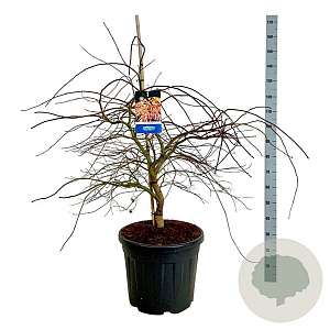 Acer Ice Dragon 80-100 cm cont. 55L extra