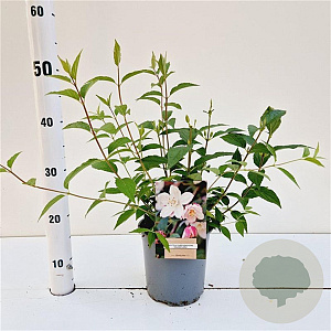 Deutzia purp. 'Kalmiiflora' 30-40 cm 2,5L