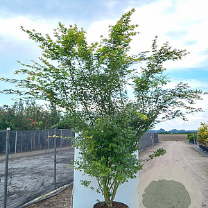 Acer palmatum 350-400 cm cont. 180L meerstammig