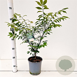 Euonymus alat. 'Compactus' 20-30 cm 2,5L