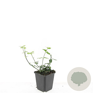 Euonymus fort. 'Dart's Blanket' GM P9