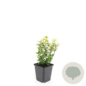 Euonymus fort. 'Emerald 'n' Gold' GM P9