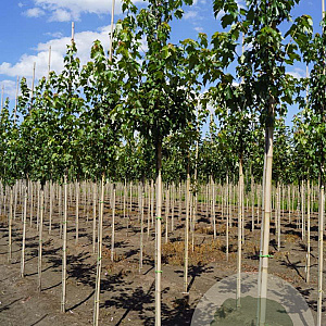 Acer rubrum 'Franksred' 6-8 HO draadkluit