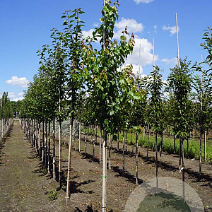 Acer rubrum 'Red King' 6-8 HO draadkluit