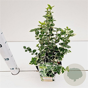 Euonymus fort. 'Emerald Gaiety' 20-25 cm C1.5