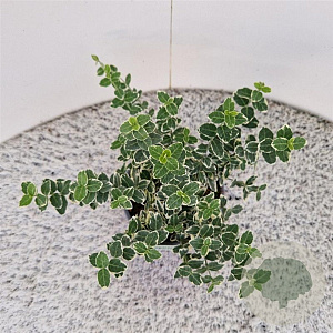 Euonymus fort. 'Emerald Gaiety' 20-25 cm C1.5