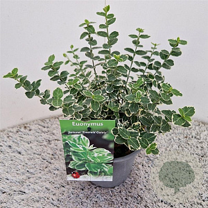 Euonymus fort. 'Emerald Gaiety' 20-25 cm C1.5