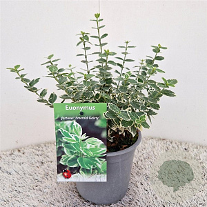 Euonymus fort. 'Emerald Gaiety' 20-25 cm C1.5