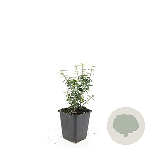 Euonymus fort. 'Emerald Gaiety' GM P9