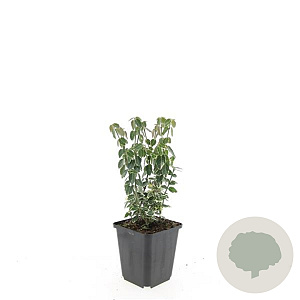 Euonymus fort. 'Emerald Gaiety' GM P9