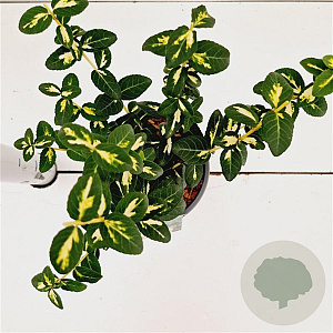 Euonymus fort. 'Sunspot' 20-25 cm C1.5