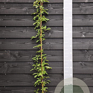 Akebia quinata 150-175 cm vierkant rond 5,5L