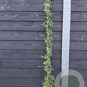 Akebia quinata 'Variegata' 150-175 cm vierkant rond 5,5L