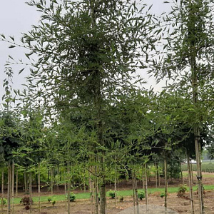 Alnus glutinosa 'Imperialis' 10-12 HO draadkluit