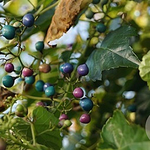 Ampelopsis delavayana 100-125 cm 5,0L met stok