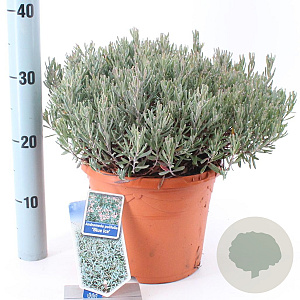 Andromeda polifolia 'Blue Ice' 25-30 cm 5,0L