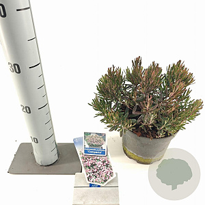 Andromeda polifolia 'Compacta' 25-30 cm 5,0L