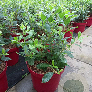 Arbutus unedo 40-50 cm 7,5L