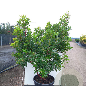 Arbutus unedo 250-300 cm cont. 130L meerstammig
