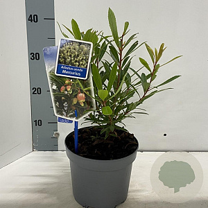 Arbutus unedo Mercurius 20-25 cm 2,0L