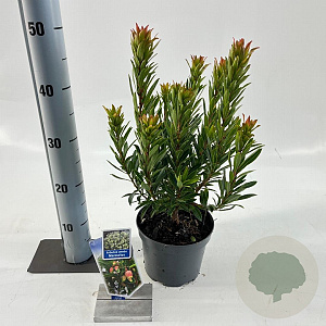 Arbutus unedo Mercurius 20-25 cm 2,0L