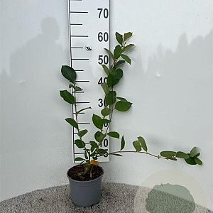 Aronia melanocarpa 40-60 cm 2,0L