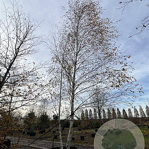 Betula pendula 700-800 cm draadkluit meerstammig