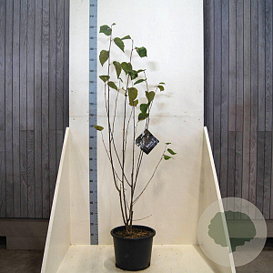 Betula utilis 'Doorenbos' 150-175 cm 20L meerstammig