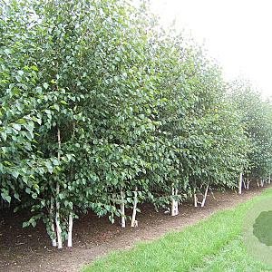 Betula utilis 'Doorenbos' 550-600 cm draadkluit meerstammig
