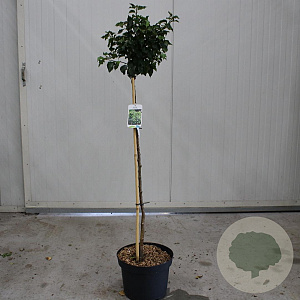 Betula utilis jacquemontii 200-225 cm 7,5L Gestokt