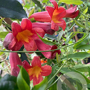 Bignonia capreolata 150-175 cm vierkant rond 5,5L
