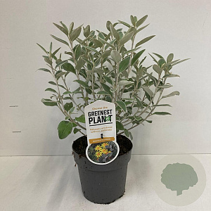 Brachyglottis 'Sunshine' 25-30 cm 2,0L