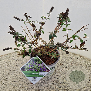 Buddleja 'Blue Chip' 40-50 cm 3,0L