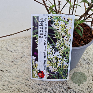 Buddleja Free Petite Snow White 40-45 cm 2,5L