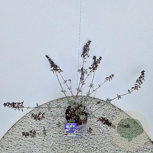 Buddleja 'Lochinch' 50-55 cm 3,0L