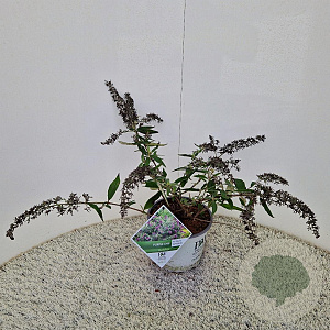 Buddleja Purple Chip 40-45 cm 3,0L