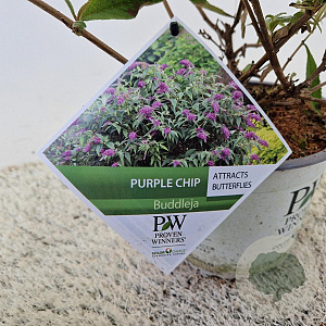 Buddleja Purple Chip 40-45 cm 3,0L