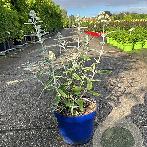 Buddleja Silver Anniversery 30-40 cm 3,0L
