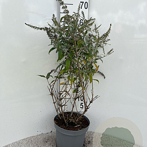 Buddleja 'White Ball' 40-60 cm 5,0L