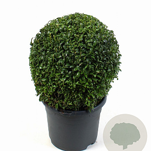 Buxus sempervirens 25 cm 5,0L bol