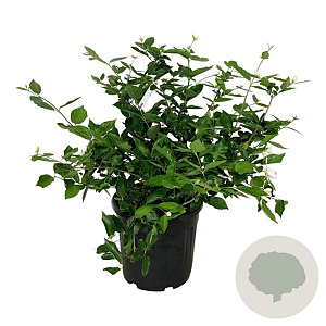 Calycanthus 'Venus' 60-80 cm 30L extra