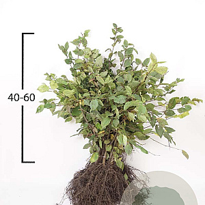 Carpinus betulus 40-60 cm wortelgoed
