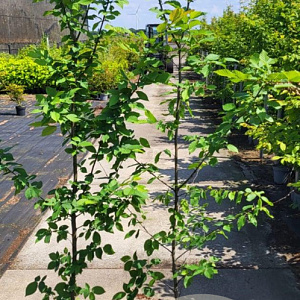 Carpinus betulus 175-200 cm 5,0L