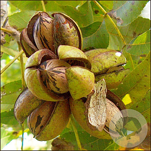 Carya illinoinensis 'Lucas' 175-200 cm 10L